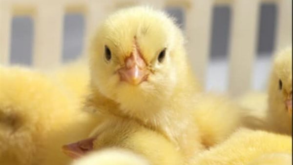 أسعار الكتاكيت