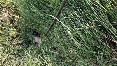 إزالة كابل كهرباء غير قانوني وضبط المخالف بالبياضية جنوب الأقصر | صور