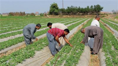 بالطاقية والجلباب.. طقوس الاحتفال بعيد الفلاح المصري 
