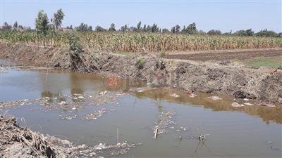 للمرة الثالثة.. العثور على 17 حمارًا مسلوخًا في ترعة بالمنوفية | صور