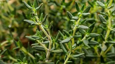 سعره يبلغ 40 ألف جنيه.. تفاصيل زراعة الزعتر 