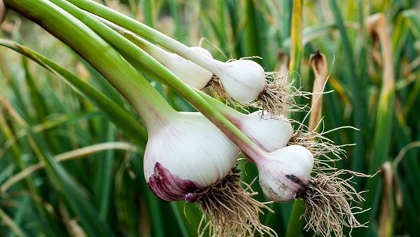 زراعة الثوم في مصر