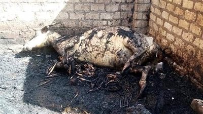 إصابة شخص ونفوق 4 رؤوس ماشية بحريق اندلع في 3 منازل بسوهاج | صور