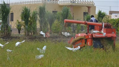 محافظ بورسعيد: زيادة المساحة المُنزرعة بالأرز من 28 إلى 32 ألف فدان | صور وفيديو 