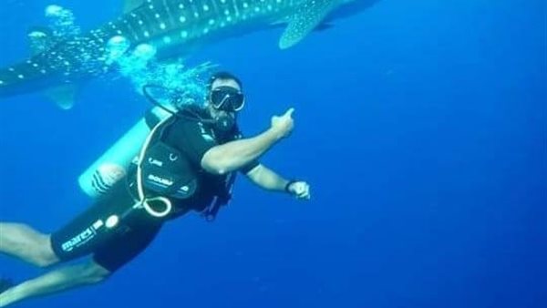 القرش الحوتي بهلول