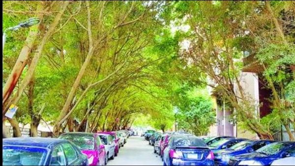 زراعة الأشجار 