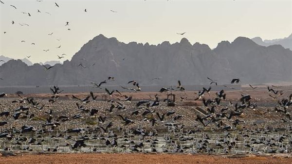 طيور اللقلق الأبيض