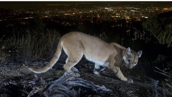 أسد - تعبيرية