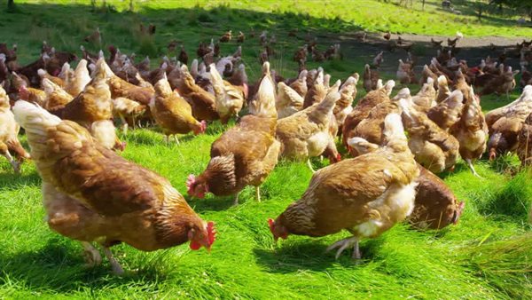 أسعار الدواجن اليوم