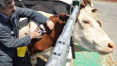 الحُمّى القلاعية.. فيروس خطير يهدد الماشية