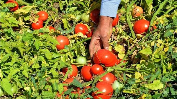 سعر الطماطم