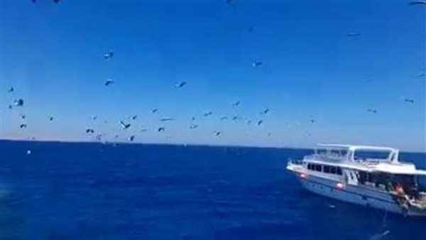 الطيور المهاجرة