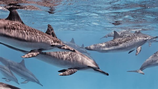  حملة دعائية لمدة