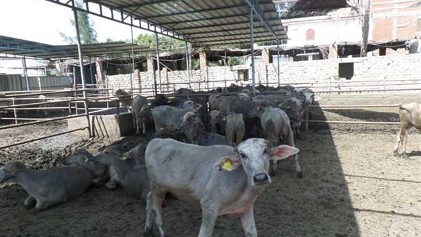  مشروع البتلو