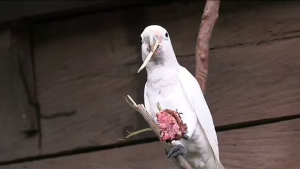 طائر الكوكاتو البري