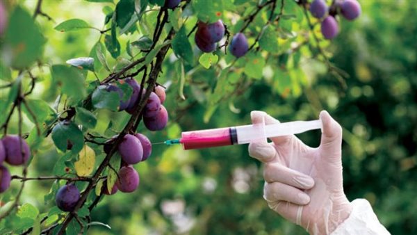 الأغذية المعدلة وراثيًا