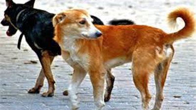 الكلاب تشعل خلافا بين سكان حدائق الأهرام على فيس بوك: اقتلوهم أو اعقروهم