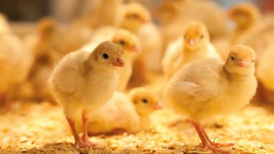 تعرف على سعر الكتاكيت البيضاء اليوم 22 سبتمبر 2021