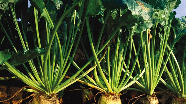 محصول البنجر