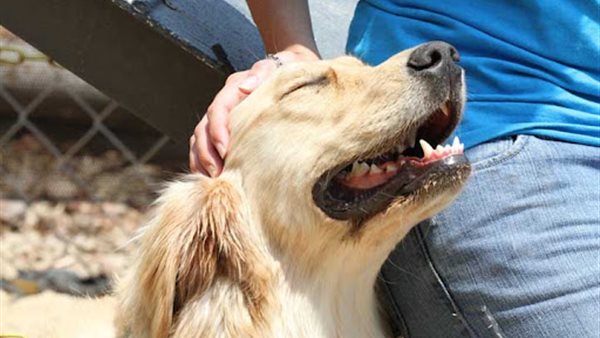 تسمم الحيوانات