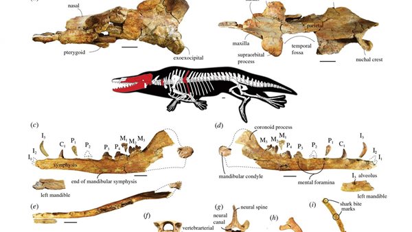 حفريات حوت الفيوم