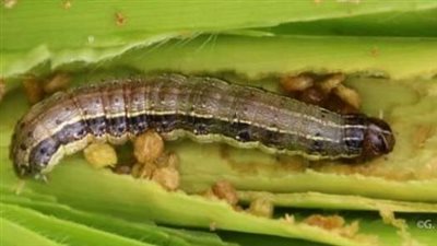 وزير الزراعة يتلقى تقريرا حول موقف دودة الحشد الخريفية