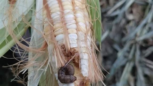 دودة الحشد الخريفية