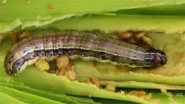 دودة الحشد الخريفية