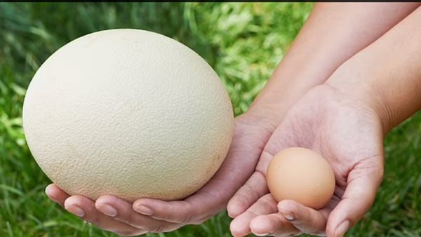 بيض الطيور 