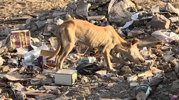 كلاب المعادي