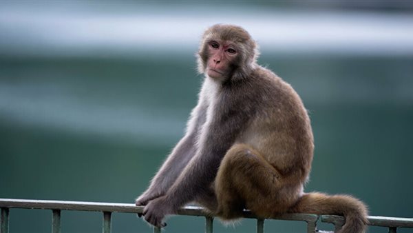 نسناس - ارشيفية 