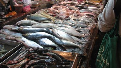 الشبار بـ 15 جنيهًا.. انتعاش بـ أسواق الأسماك في الإسماعيلية