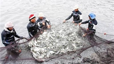 للمزارعين.. خطوات الحصول على رخصة لإنشاء مزرعة سمكية