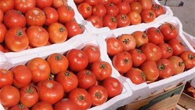 شعبة الخضروات تكشف موعد انخفاض أسعار الطماطم في الأسواق