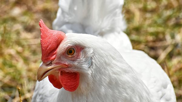 أسعار الدواجن اليوم