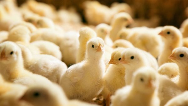 أسعار الكتاكيت البيضاء