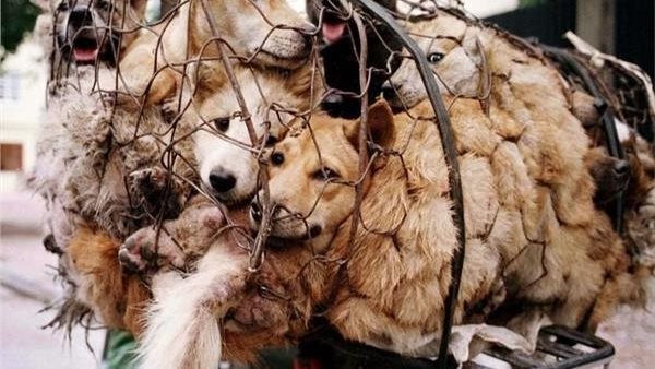 كلاب - أرشيفية