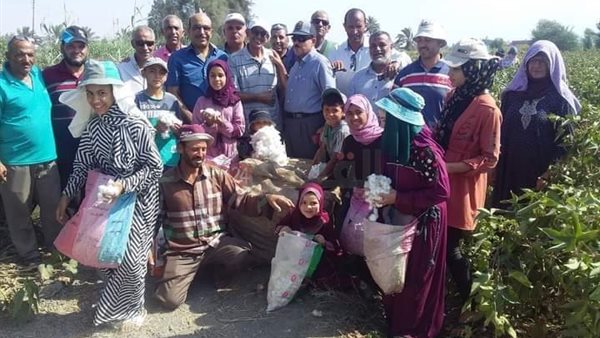 جني القطن بغرب قناة