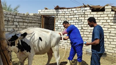 بيطري أسيوط: استهداف 46 ألف رأس أغنام وماعز بالحملة القومية لتحصين الحيوانات