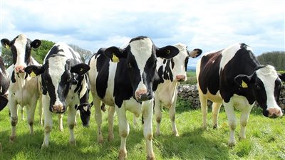 نقيب الفلاحين يكشف حقيقة ظهور حالات جنون البقر داخل مصر بعد اكتشافها في البرازيل