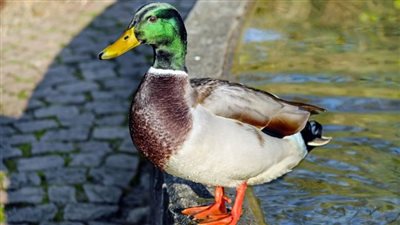 أيها الغبي اللعين.. بطة تسُبّ المواطنين في أستراليا