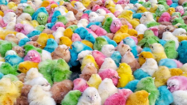 سعر الكتاكيت اليوم