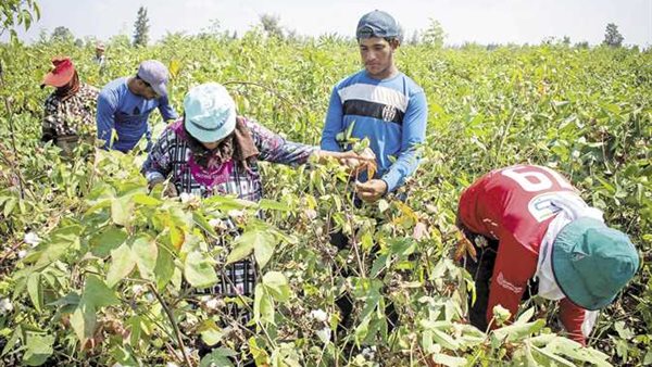 عيد الفلاح المصري