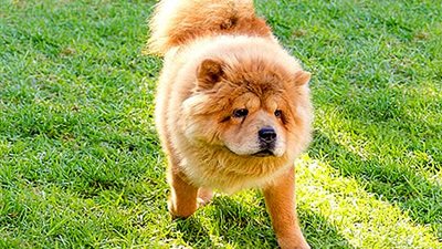 الكلاب الصينية أكثر عرضة للإصابة بالتهاب الأذن | دراسة