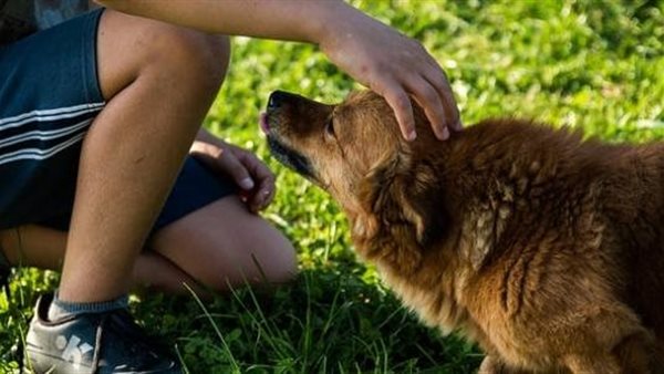 تربية الكلاب