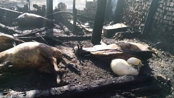 نفوق رؤوس ماشية في