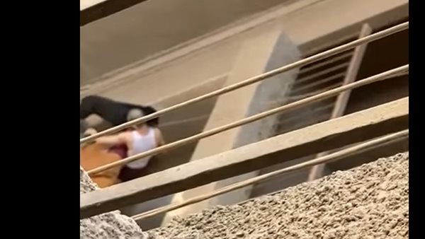 تعذيب كلب بالمعادي