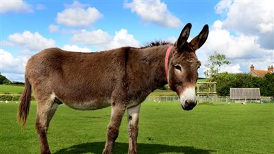 الكيلو بـ 25 جنيها.. القصة الكاملة لـ بيع لحوم الحمير بالشرقية