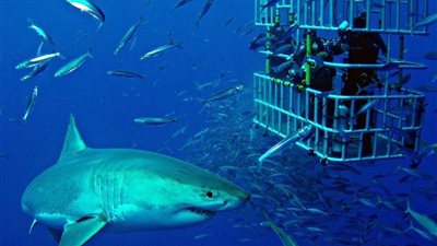 بعد رصد سمكتي قرش.. الطب الشرعي يجري تحرياته لمعرفة سبب إصابة غواص الساحل الشمالي