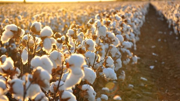 زراعة القطن في مصر